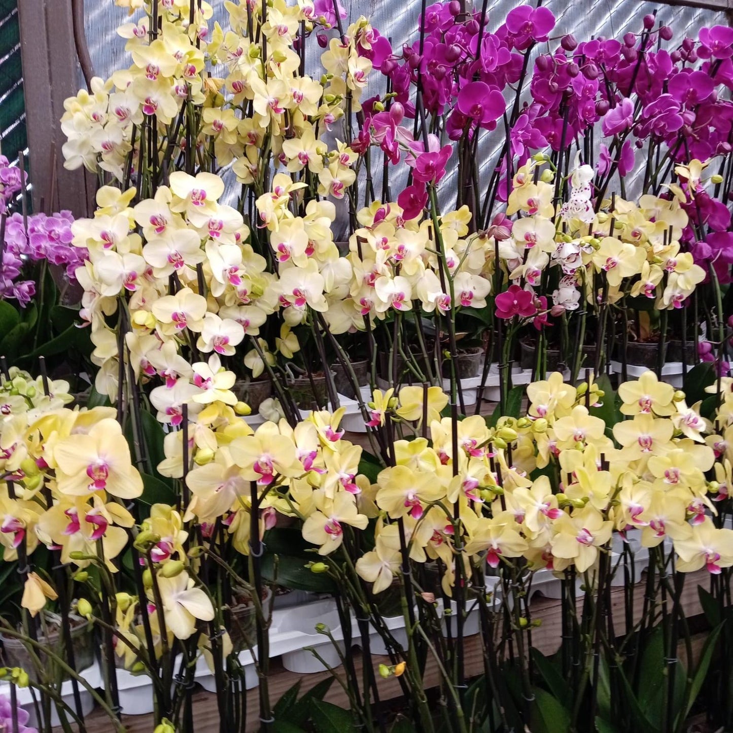 Orchids