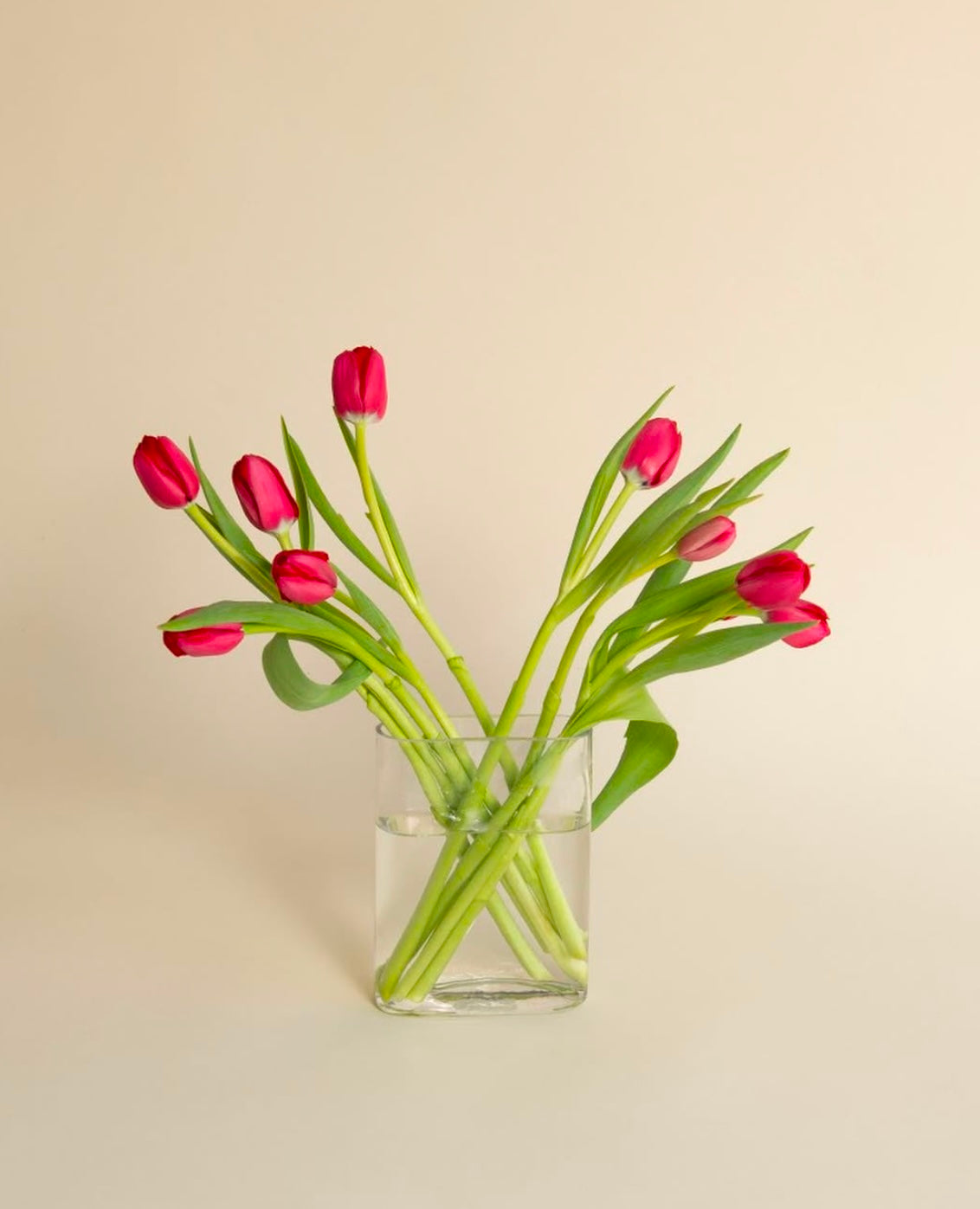 Tulips