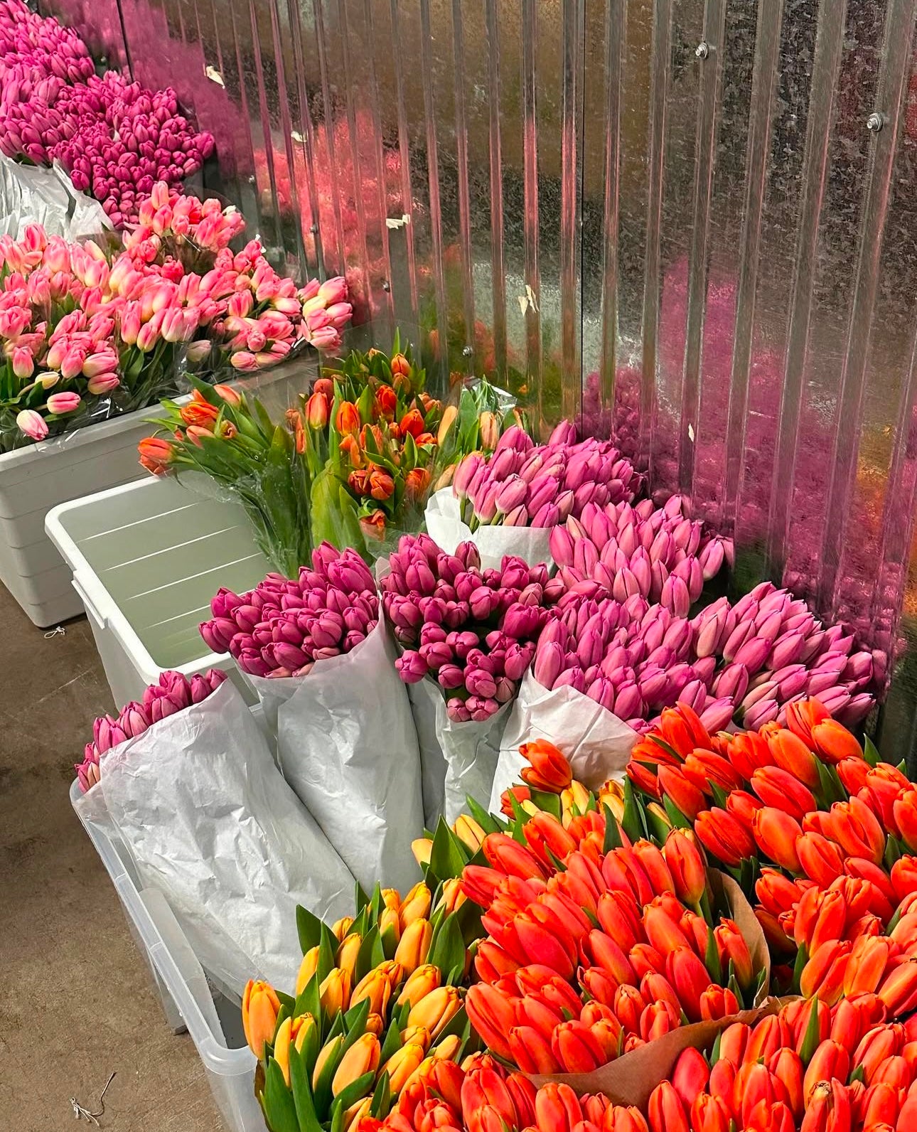 Tulips